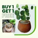 Stephania Erecta - The Everlasting Lucky Green Plant with Free Serum