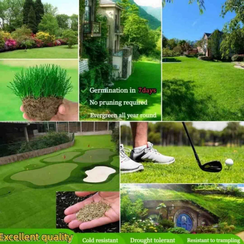 Organic Grass Seeds with Free Growth Serum