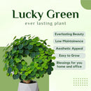 Stephania Erecta - The Everlasting Lucky Green Plant with Free Serum