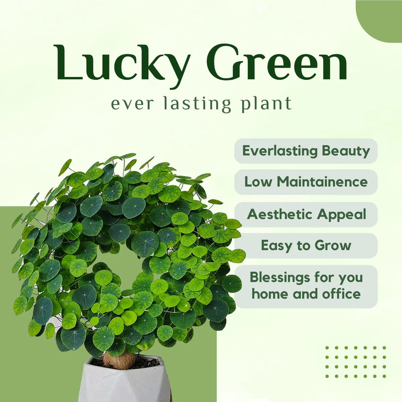 Stephania Erecta - The Everlasting Lucky Green Plant with Free Serum