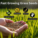 Organic Grass Seeds with Free Growth Serum