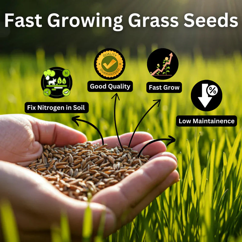 Organic Grass Seeds with Free Growth Serum