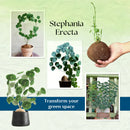 Stephania Erecta - The Everlasting Lucky Green Plant with Free Serum