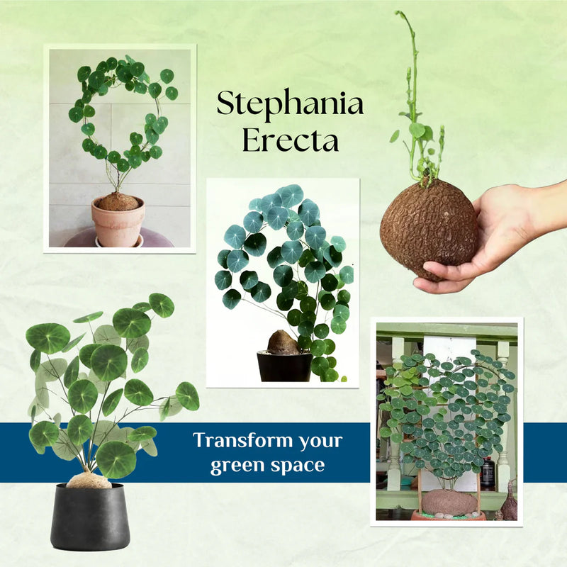 Stephania Erecta - The Everlasting Lucky Green Plant with Free Serum