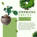 Stephania Erecta - The Everlasting Lucky Green Plant with Free Serum