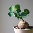 Stephania Erecta - The Everlasting Lucky Green Plant with Free Serum