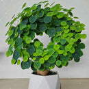 Stephania Erecta - The Everlasting Lucky Green Plant with Free Serum