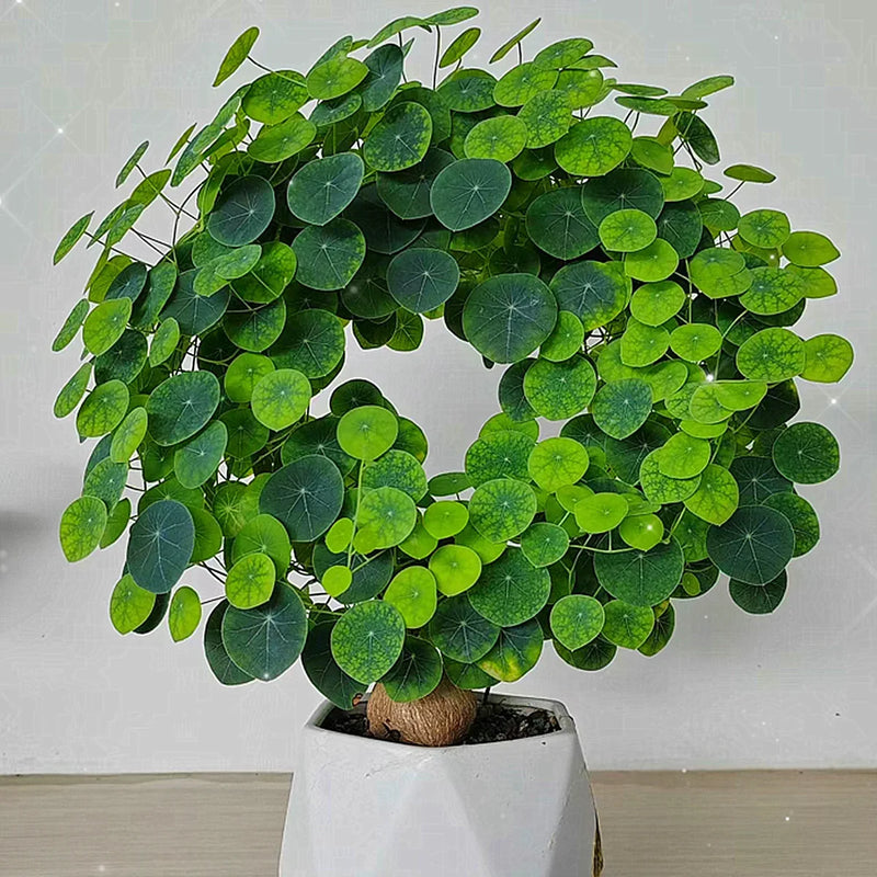 Stephania Erecta - The Everlasting Lucky Green Plant with Free Serum