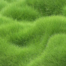 Organic Grass Seeds with Free Growth Serum