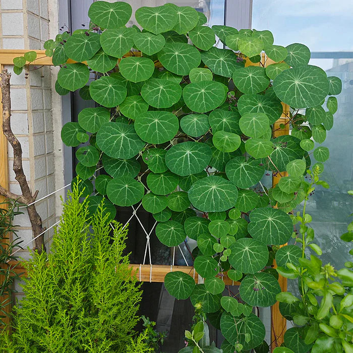 Stephania Erecta - The Everlasting Lucky Green Plant with Free Serum