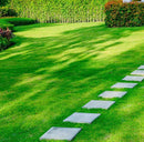 Organic Grass Seeds with Free Growth Serum