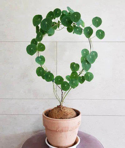 Stephania Erecta - The Everlasting Lucky Green Plant with Free Serum