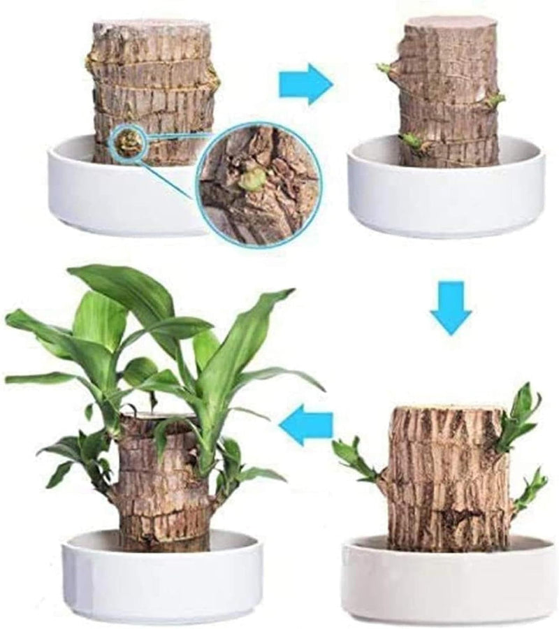 Thisave Goodness's Lucky Brazil Wood Plant 🌱 50% Off + Free Growth Serum, Last Day