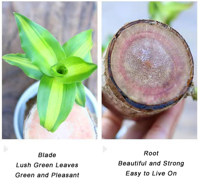 Thisave Goodness's Lucky Brazil Wood Plant 🌱 50% Off + Free Growth Serum, Last Day