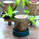 Thisave Goodness's Lucky Brazil Wood Plant 🌱 50% Off + Free Growth Serum, Last Day