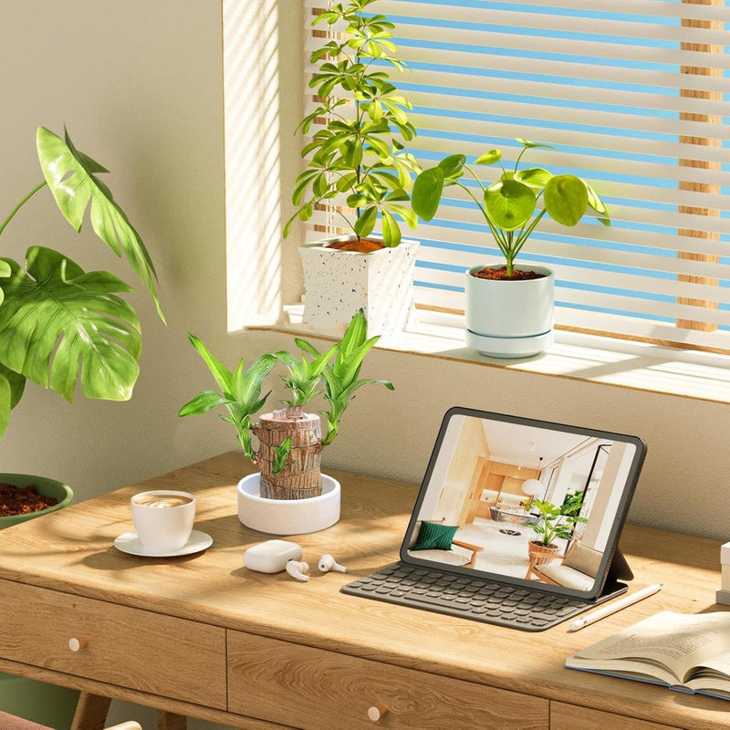Thisave Goodness's Lucky Brazil Wood Plant 🌱 50% Off + Free Growth Serum, Last Day