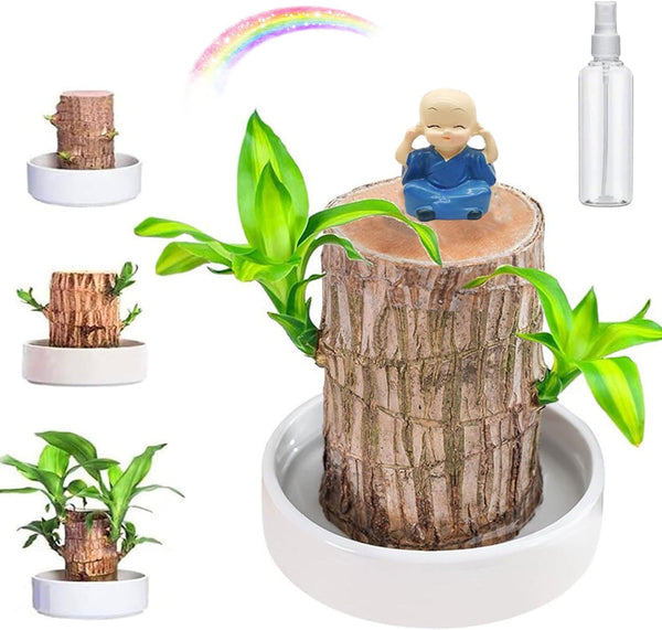 Thisave Goodness's Lucky Brazil Wood Plant 🌱 50% Off + Free Growth Serum, Last Day