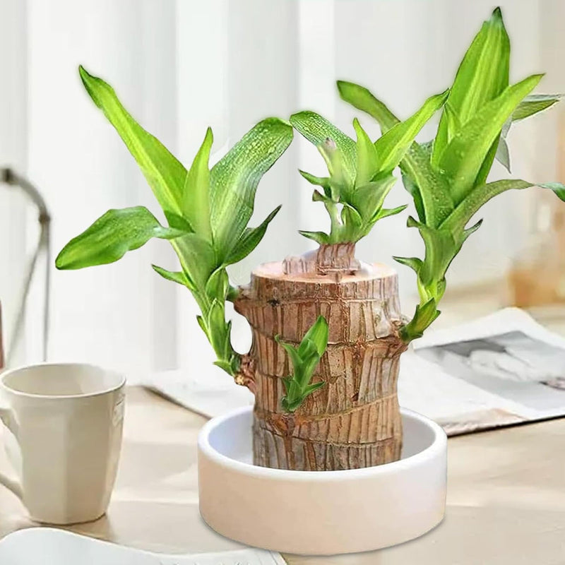 Thisave Goodness's Lucky Brazil Wood Plant 🌱 50% Off + Free Growth Serum, Last Day