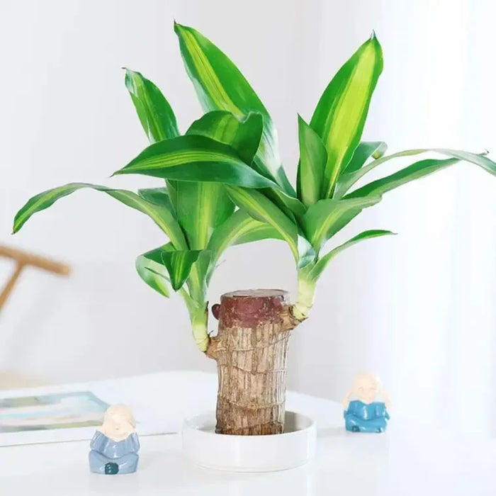 Thisave Goodness's Lucky Brazil Wood Plant 🌱 50% Off + Free Growth Serum, Last Day