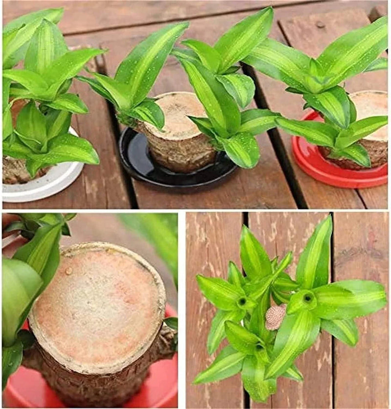 Thisave Goodness's Lucky Brazil Wood Plant 🌱 50% Off + Free Growth Serum, Last Day