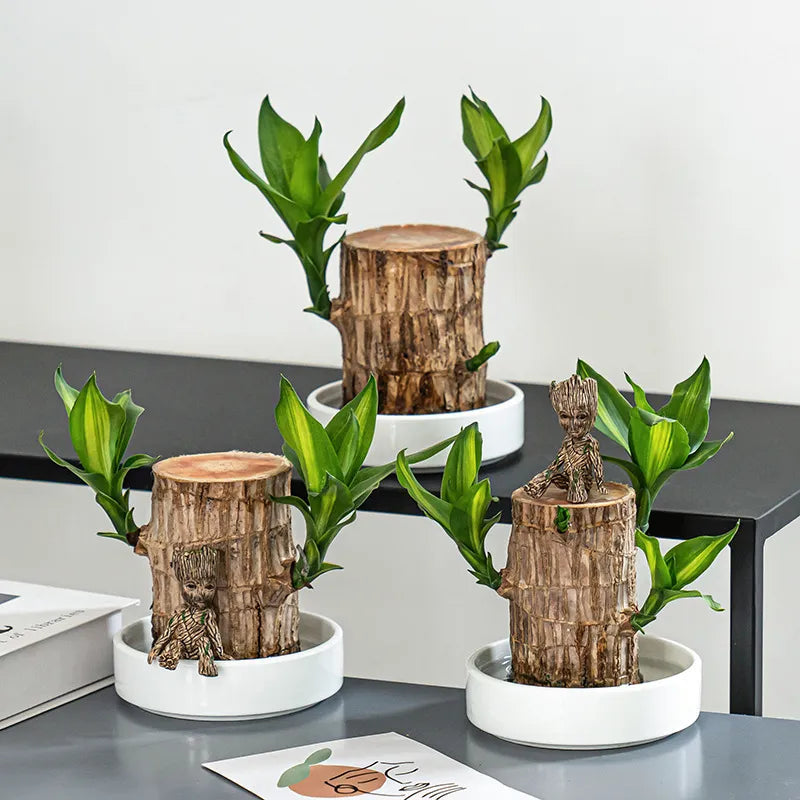 Thisave Goodness's Lucky Brazil Wood Plant 🌱 50% Off + Free Growth Serum, Last Day